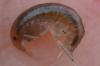 Gammarus sp.